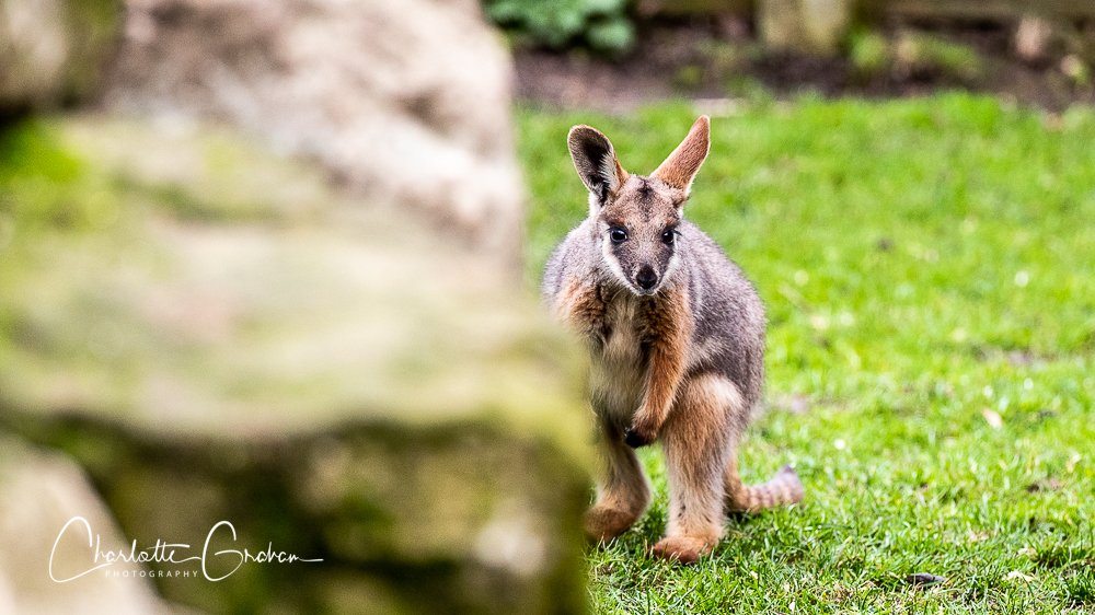 MadCowFudge's tweet photo. #Cuteness #Overload #Warning
A little baby #Joey called Opel with its Mum, @flamingolanduk @snapperjim @Bella_Astro @AnnSeymourPhoto #Yorkshire #Wildlife #Yellowfooted #Wallaby #UK #Animals https://t.co/CMnlp9zKie