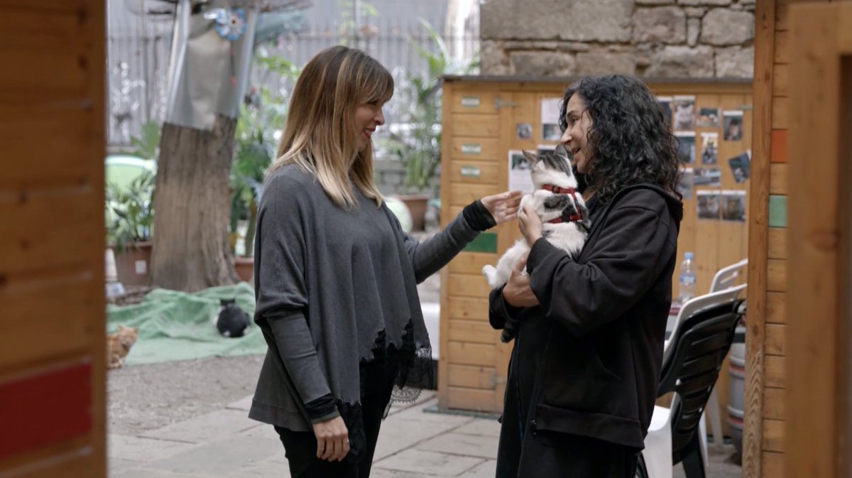 laMevaMascota's tweet photo. Ara a @la2_tve escoltem la història del House…🐱 Un abandonament més👎🏻 Recorda: #AdoptanoCompris! Per apadrinar, fer-se soci, voluntari, adoptar… Contacta amb #ElJardinetDelsGats a través de @eJdG 📲 #LaMevaMascotaiJoTVE https://t.co/clQxLIgRpN