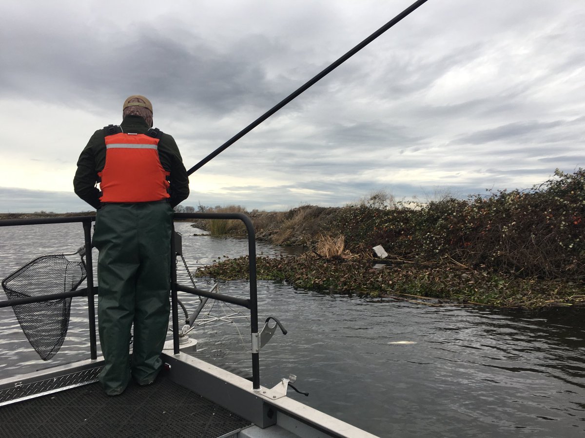 PeterTira's tweet photo. Our fisheries staffers are out in the Delta collecting big black bass for the display tank at this week’s ⁦@SportsExpoSac⁩. A few 10-pounders in the live wells already. https://t.co/PyJjpTRJDZ