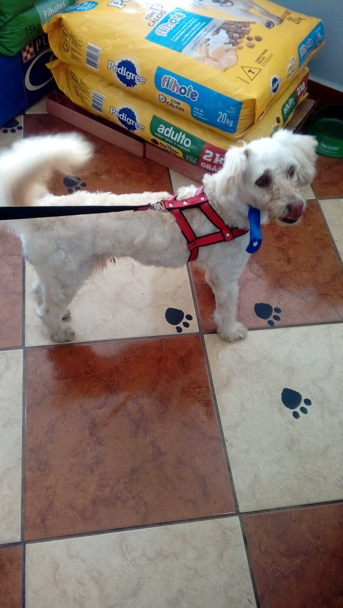 nathyfreitas97's tweet image. Preciso de um lar, sofri maus tratos mas felizmente me resgataram e me deram um lar temporário, sinto muito medo e estranho as coisas pois fui agredido, mas sou muito dócil e carinhoso. Se não puder ficar comigo de Rt, se puder ligue ou mande mensagem para 985836034.•