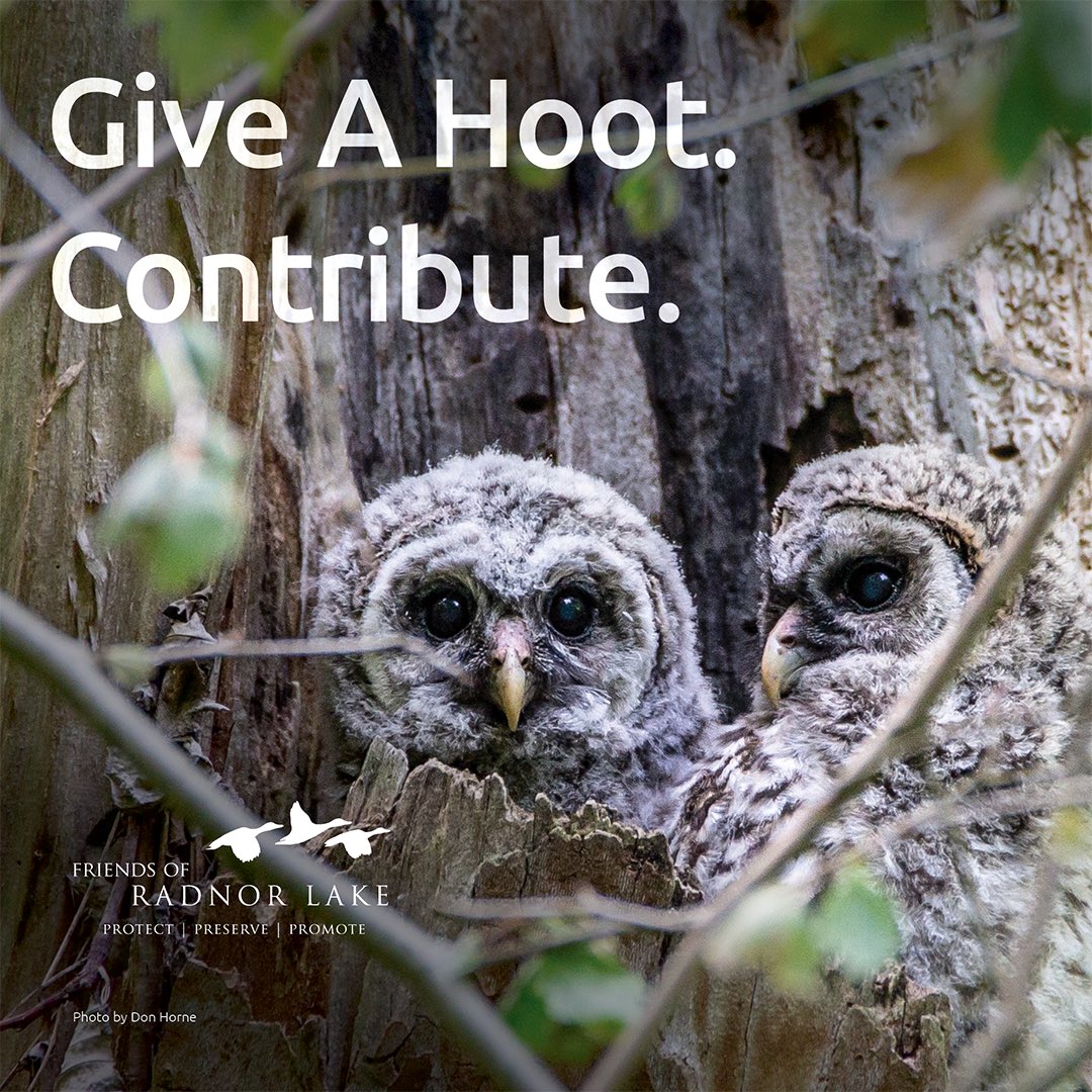 Owl's Friend | Alan Gogoll, image size:1080x1080