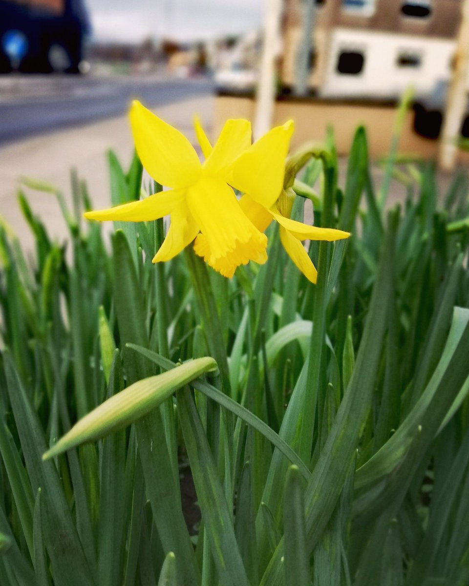 hap_healing_art's tweet photo. I'm not sure if spring is early or winter late #daffodils #injanuary #flower #nature #NewRoss #wexford #ireland #irelandsancienteast #flowerphotography #yelloflowers #narcisse https://t.co/NZ6XYGU7NV