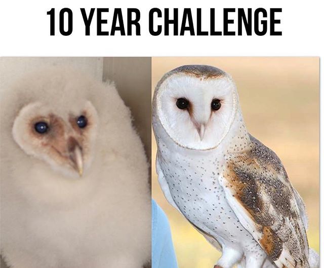 thelivingcoast's tweet photo. The glow up is real. 👑🦉#thisIsMeNow
#TimeFlies  #PunIntended #NoFilter
Tyto as a chick and Tyto now.  #BarnOwl #howdidaginghityouchallenge #10yearChallenge #GlowUp #imActuallyturning9thisYear https://t.co/pgo4m7jZ1R https://t.co/DjLgaMtyuh