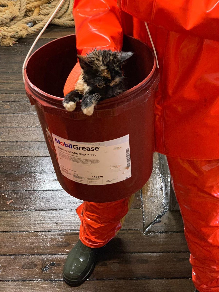 Gespot aan boord van de PZ 657 wie weet van wie deze kat is? #nou #harlingen