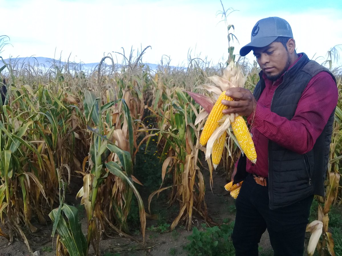 Fedebajio's tweet photo. @ACCIMMYT https://t.co/nMCRc7Czs0
