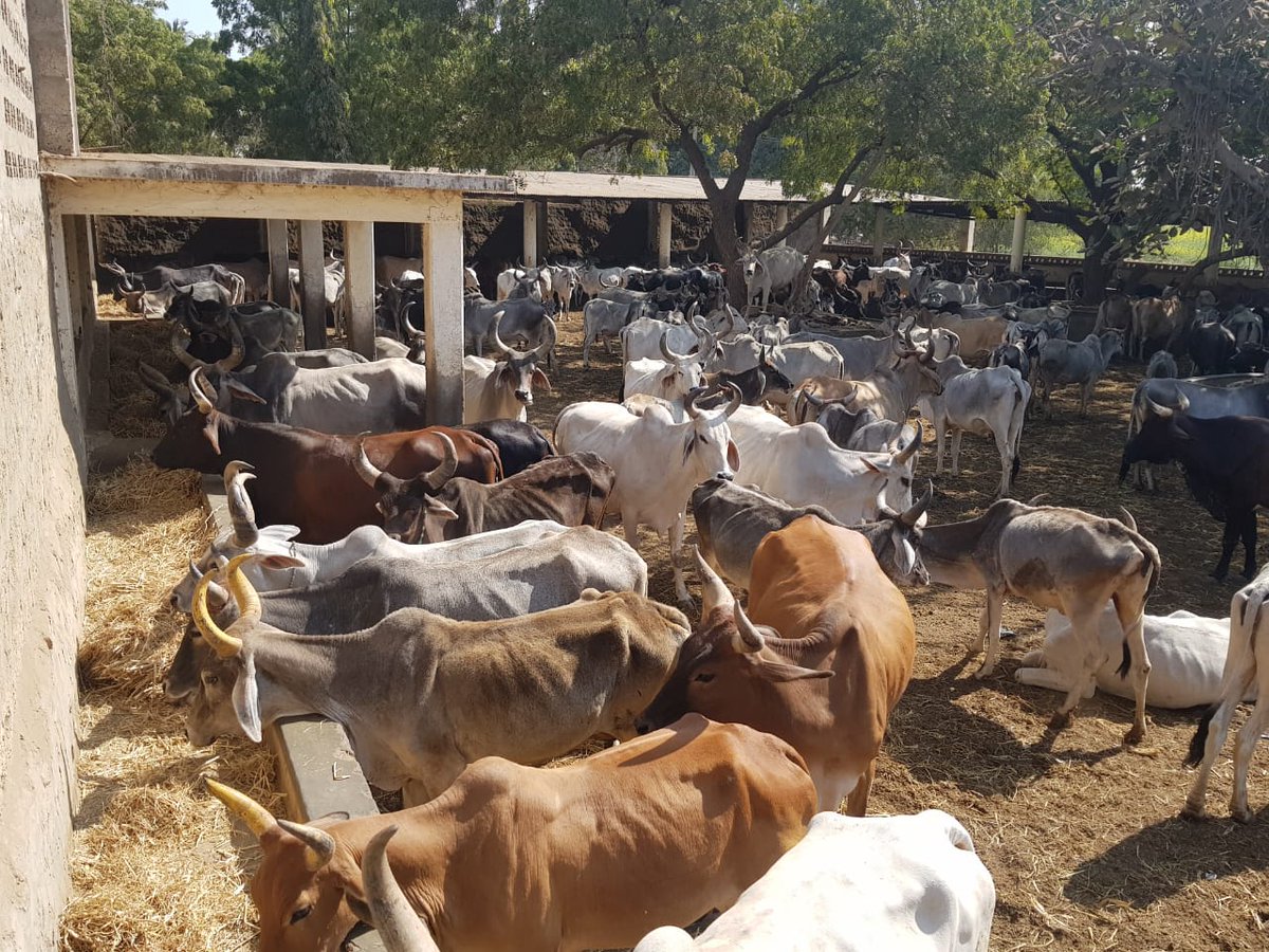 CATTLE CAMP visited by res. DM mam. @ SHERDI, VEKRA, (MANDVI, KUTCHH)