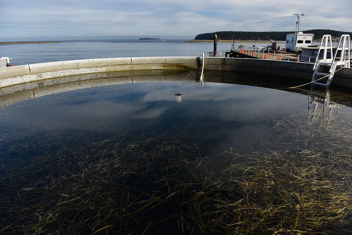 sciencePNNL's tweet photo. Our Marine Sciences Laboratory is not only a beautiful place...it's also @doescience's only marine research lab. #Sequim #science #marinescience #SequimBay #researchvessel https://t.co/99AVKM3G6r