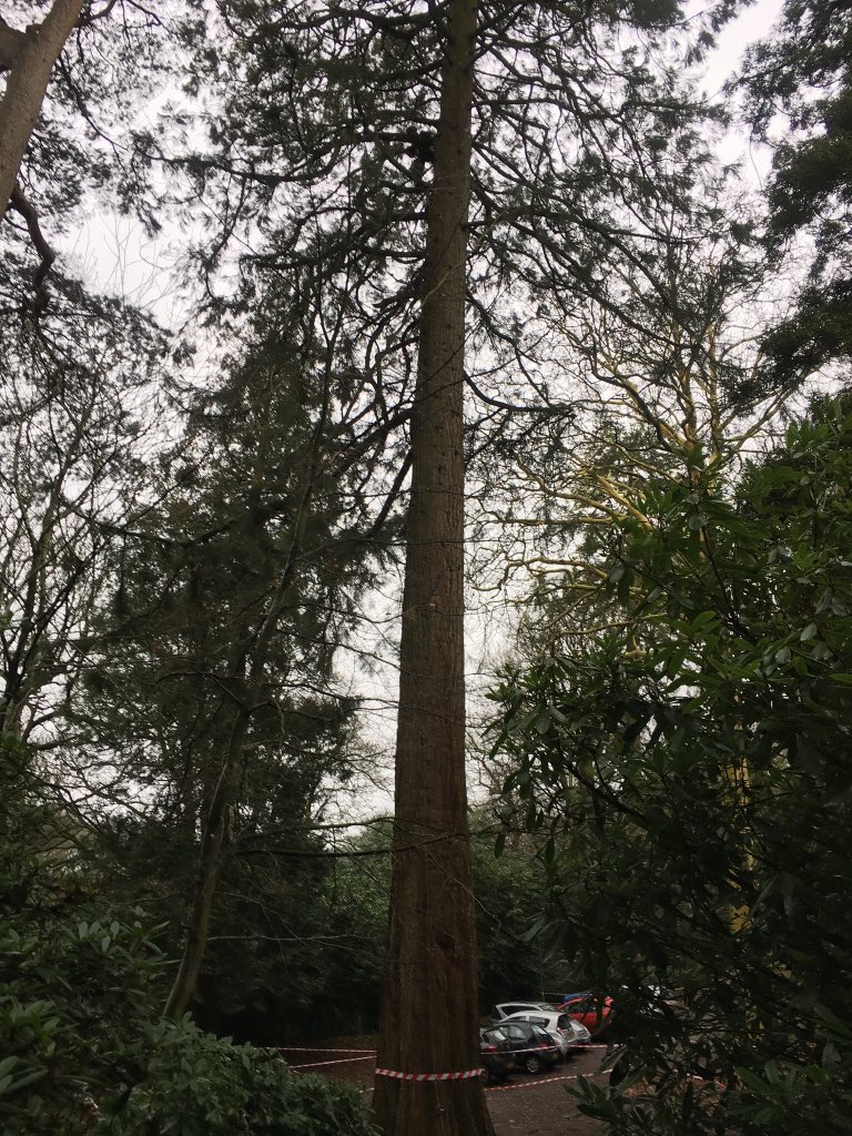 JasonEyres's tweet photo. Tree surgeons, removed wind damage limb, and do a healthy tidy wile high up @STMShaftesbury https://t.co/ARUrbPXnDw