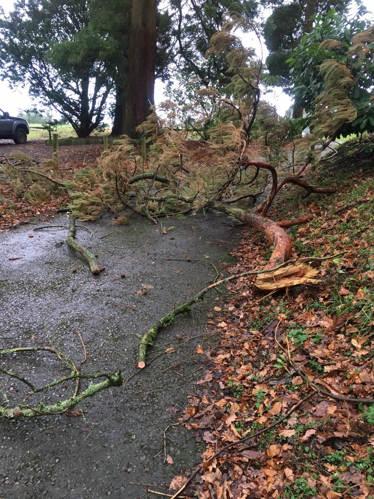 JasonEyres's tweet photo. Tree surgeons, removed wind damage limb, and do a healthy tidy wile high up @STMShaftesbury https://t.co/ARUrbPXnDw