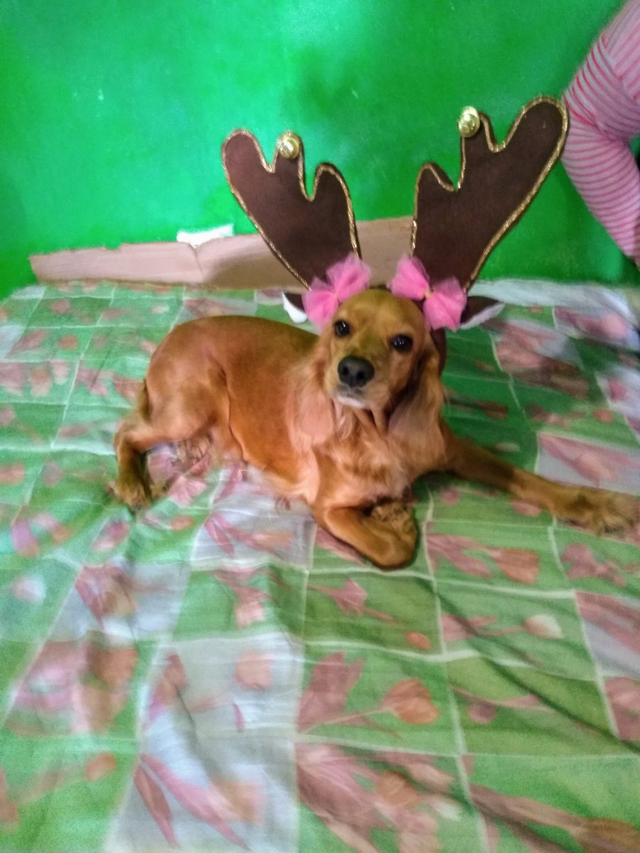 CastillIvette's tweet photo. @CuentameloYaOf #MiMascotaEnCuentameloYa mi chocolatada de renovación 😘😘😘😘😘 https://t.co/5g4QtOUK1b