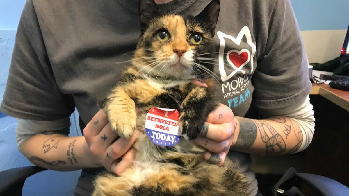 Morris Animal Refuge tweet media