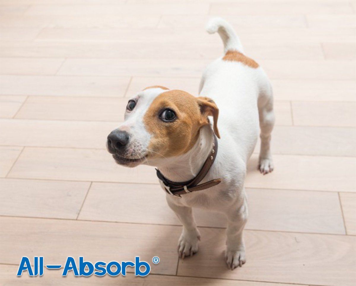 AllAbsorb's tweet image. "Before you go upstairs and see what I accidentally did.... I love you!"
😉 
Ever have moments like this? Try keeping an All-Absorb Super Absorbent pad down, just incase.  Shop our products now at All-Absorb.com
🐶
#allabsorb #trainingpads #peepads #puppypads