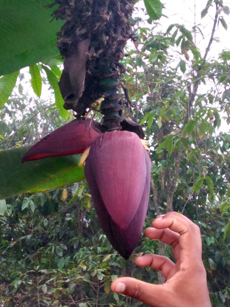 ResiRest's tweet photo. Banana heart 🤩 💕 If you go #hiking in the Paul Valley on #SantoAntao #CapeVerde🇨🇻, you may encouter some beautiful pieces of #nature. And you wanna grab this one of course 😃 Got it!

🌍 #thinklocaleatglobal

#islandhopping #caboverde #kaapverdië #veganfood https://t.co/fghDlVfkN0