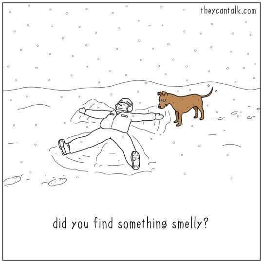 It might be cold outside, but the pets still want to play! What's your favorite #petgame?? #picsplease