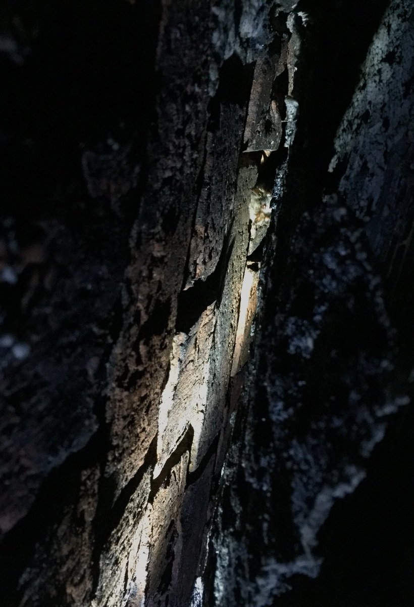 jwltung's tweet photo. Another successful #hibernation #survey with @LondonBatGroup this weekend! Matched the record January count for the site - plenty of Natterer’s and a few Daubenton’s to practise IDing. Look for the #bat hiding in the last photo! #bats #wildlife #nature #MScSISS https://t.co/DjE3h6Thrs