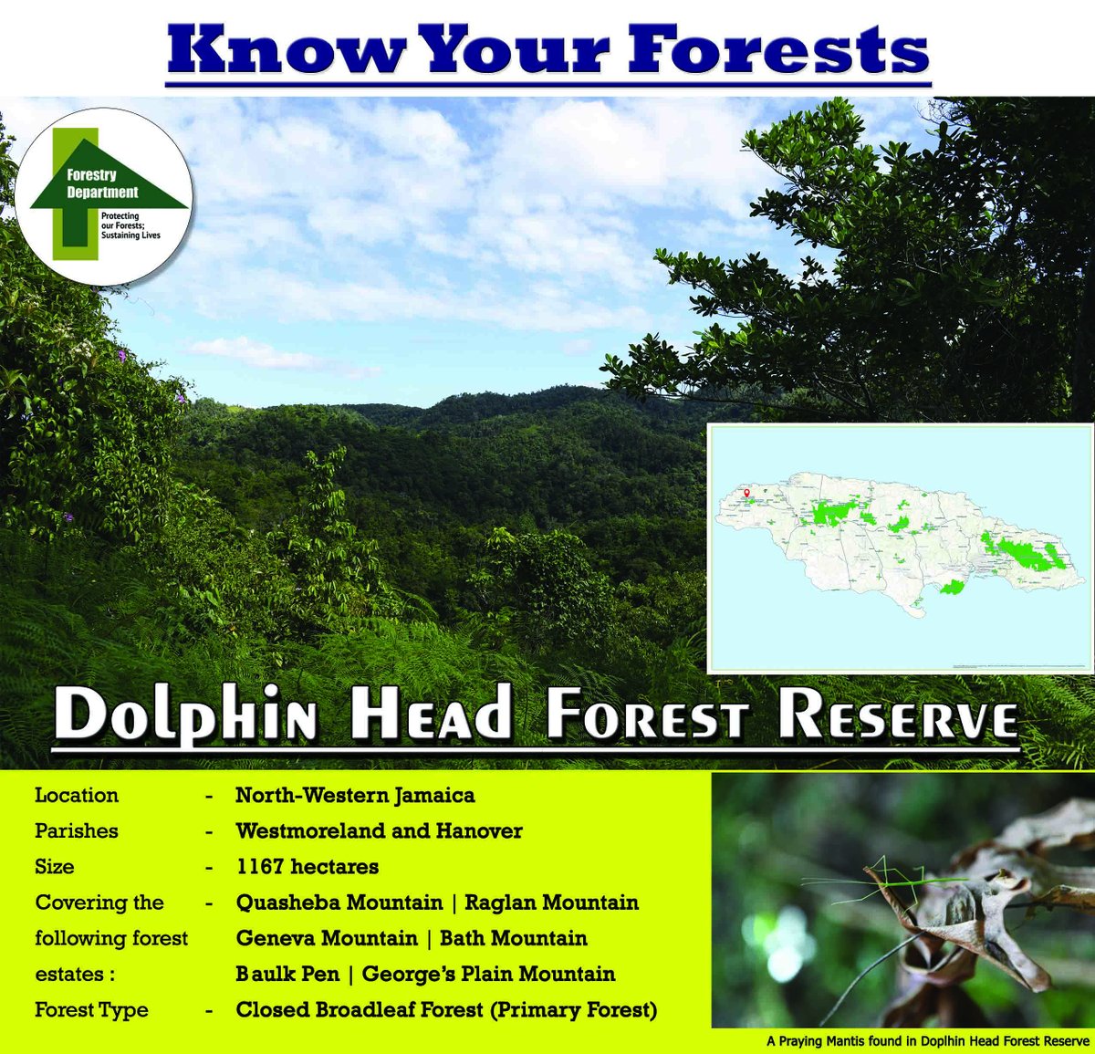 ForestryDeptJa's tweet photo. #Knowyourforests! Today, we feature the Dolphin Head Forest Reserve located in North-Western Jamaica. It’s comprised of mainly Closed Broadleaf forest which is the primary forest type.
Look out for tomorrow’s post on 5 things you should know about #DolphinHead Forest Reserve. https://t.co/pCQ2BXRga4
