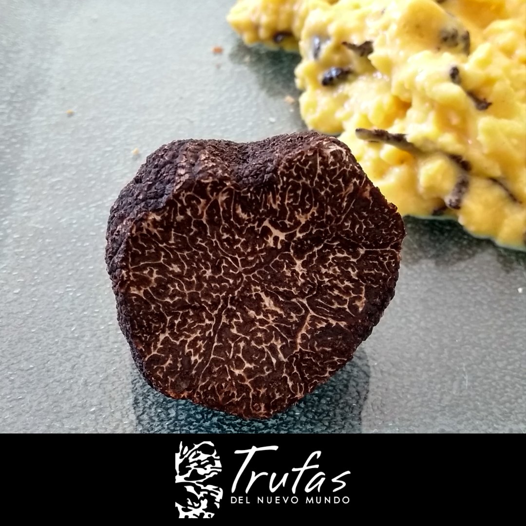 Trufa Negra Argentina – Trufas del Nuevo Mundo