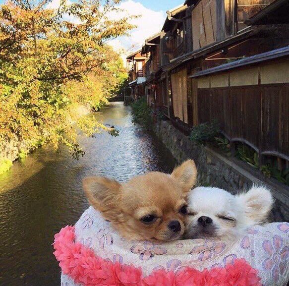 VivaMascotas's tweet image. Llegó esa época del año para disfrutar el sol, el calor y la libertad. #HumorPerruno