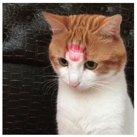 imsftrn's tweet image. Мои котики каждый раз,когда я прихожу домой