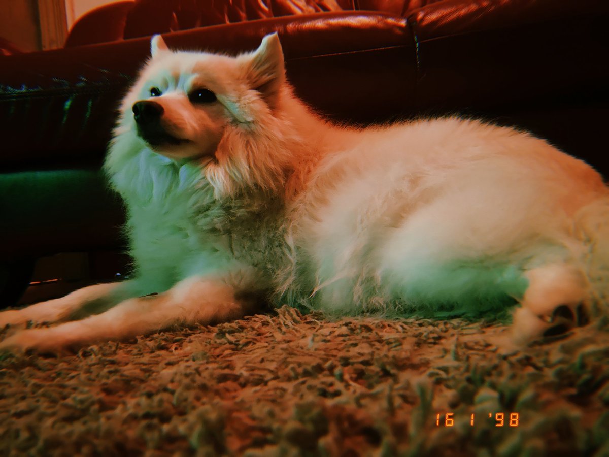 OrlaOreo's tweet photo. this filter was made for him ❤️ https://t.co/UAAKgrQUr8