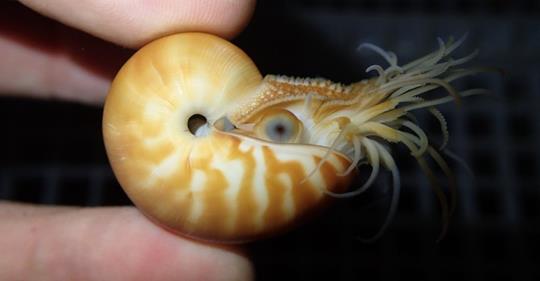 Christopher Mah, @echinoblog.bsky.social on X: "OOOOO! Nautilus hatchlings  from the @TOBA_AQUARIUM are pretty cool! and so cute!  https://t.co/k0qb8AHPtb https://t.co/ACEnFmCQmp" / X
