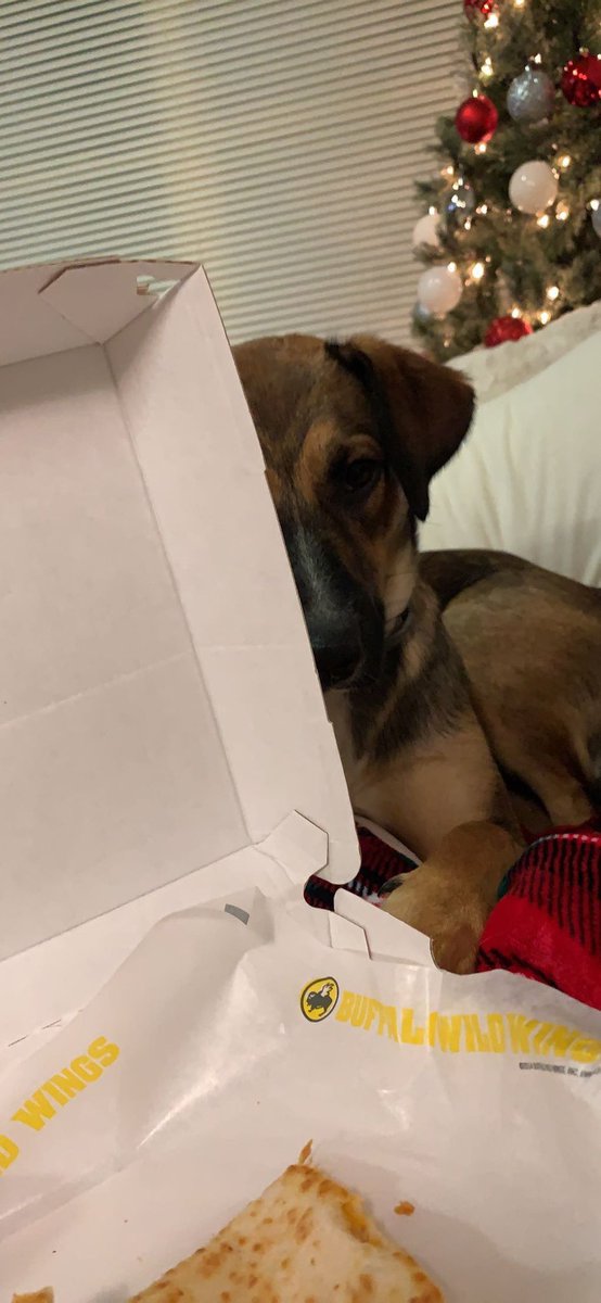 Gemabellino's tweet photo. HAPPY 1ST BIRTHDAY MORGAN! It’s crazy that 9 months ago I found your sweet little self in a box.. you’ve become the cutest baseball fan, wing eater, and all around perfect dog. I couldn’t imagine not being greeted by you everyday. I love you so much! #captmorgan❤️ #dogmom https://t.co/auyxif6hMk