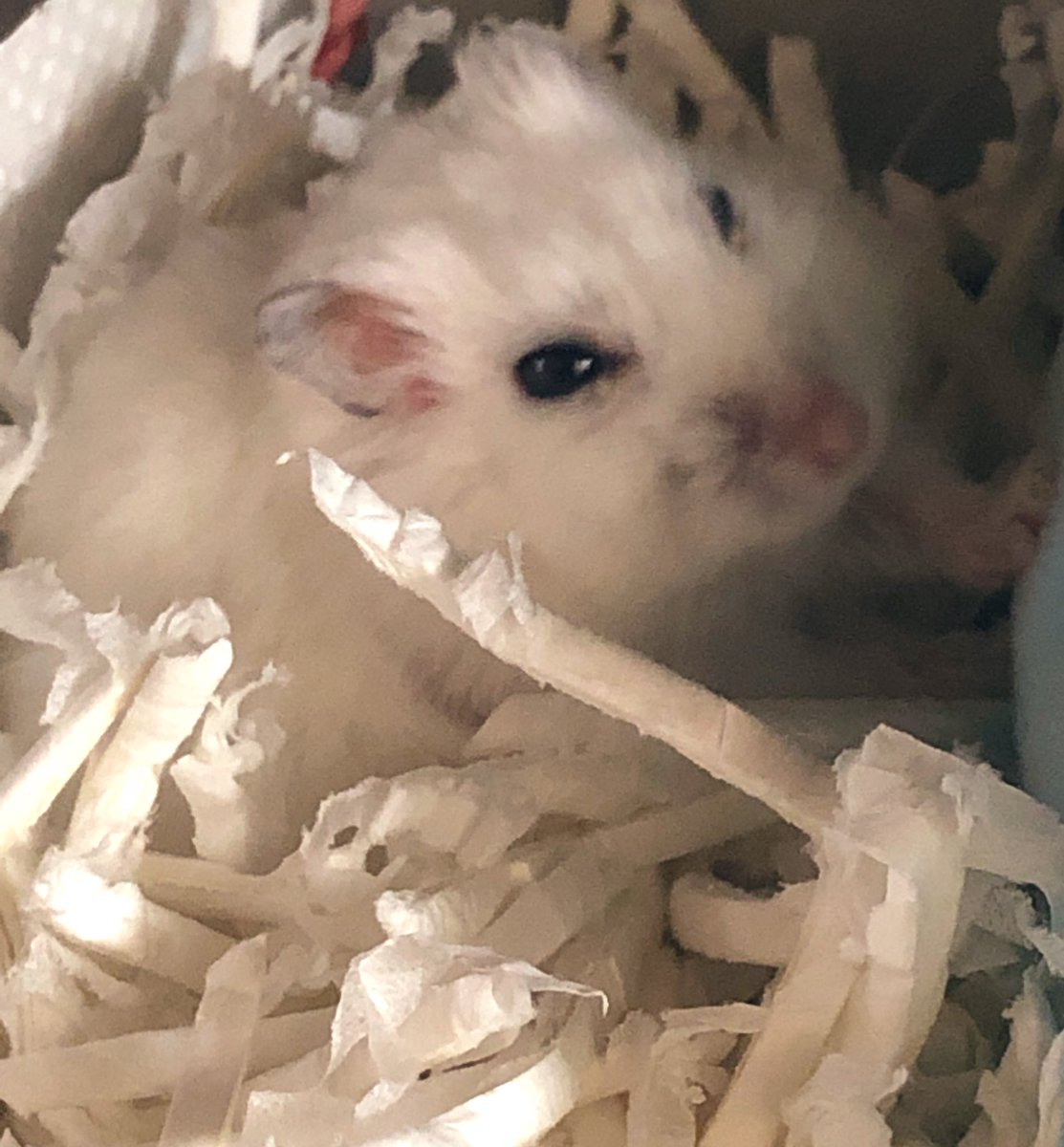 YuuCame's tweet photo. 2019.1.1。

#みいたん🐭がお空に旅立ちました。
お迎えをして もうすぐ1歳7ヶ月でした。

毎日 目薬を頑張って少し良くなってもまた再発で麦粒腫が治らず お腹も腹水が溜まり辛い闘病生活、本当に頑張ったね。
あまり食べれないけれど食欲はあって、ゆっくり回し車もトコトコしてた姿忘れないよ…。 https://t.co/N7dfzNpgd9