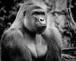 Wu_Tang_Finance's tweet image. Heaven got some real ones lookin out for us