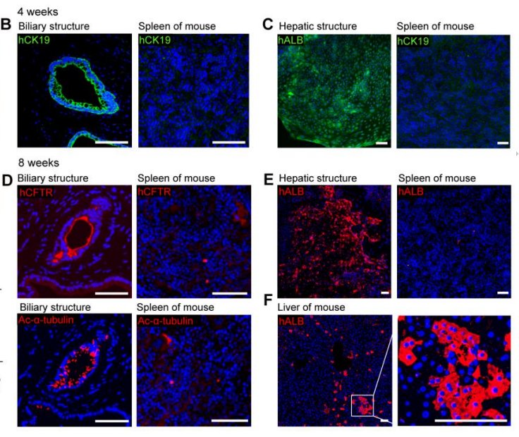 ESC_iPSC_News's tweet image. Generation of hepato-biliary organoids from human induced pluripotent stem cells @JHepatology #iPSCs #Organoids #LiverDevelopment bit.ly/2suI2dx