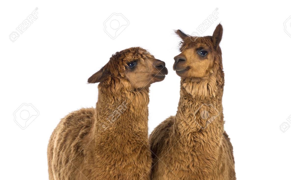 Alpaca Fact 17: Alpacas are gentle creatures. Their first form of defence is to spit. Their spit is partially digested food and very unpleasant, but hardly painful!  #ALECvsALPACA  #SaveShadowhunters