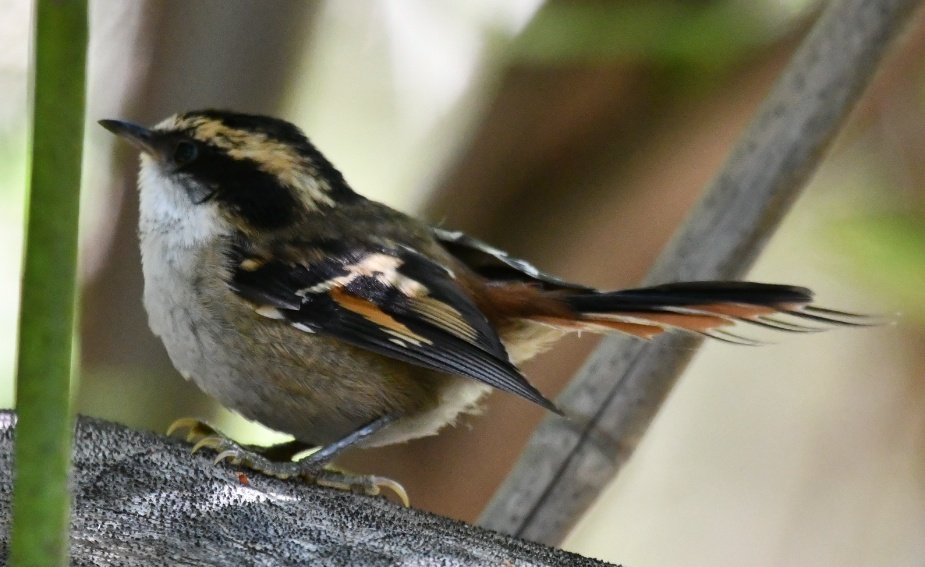 TwentywellT's tweet photo. #thorntailedrayadito #birds #Argentina https://t.co/6wJWFFsDvH