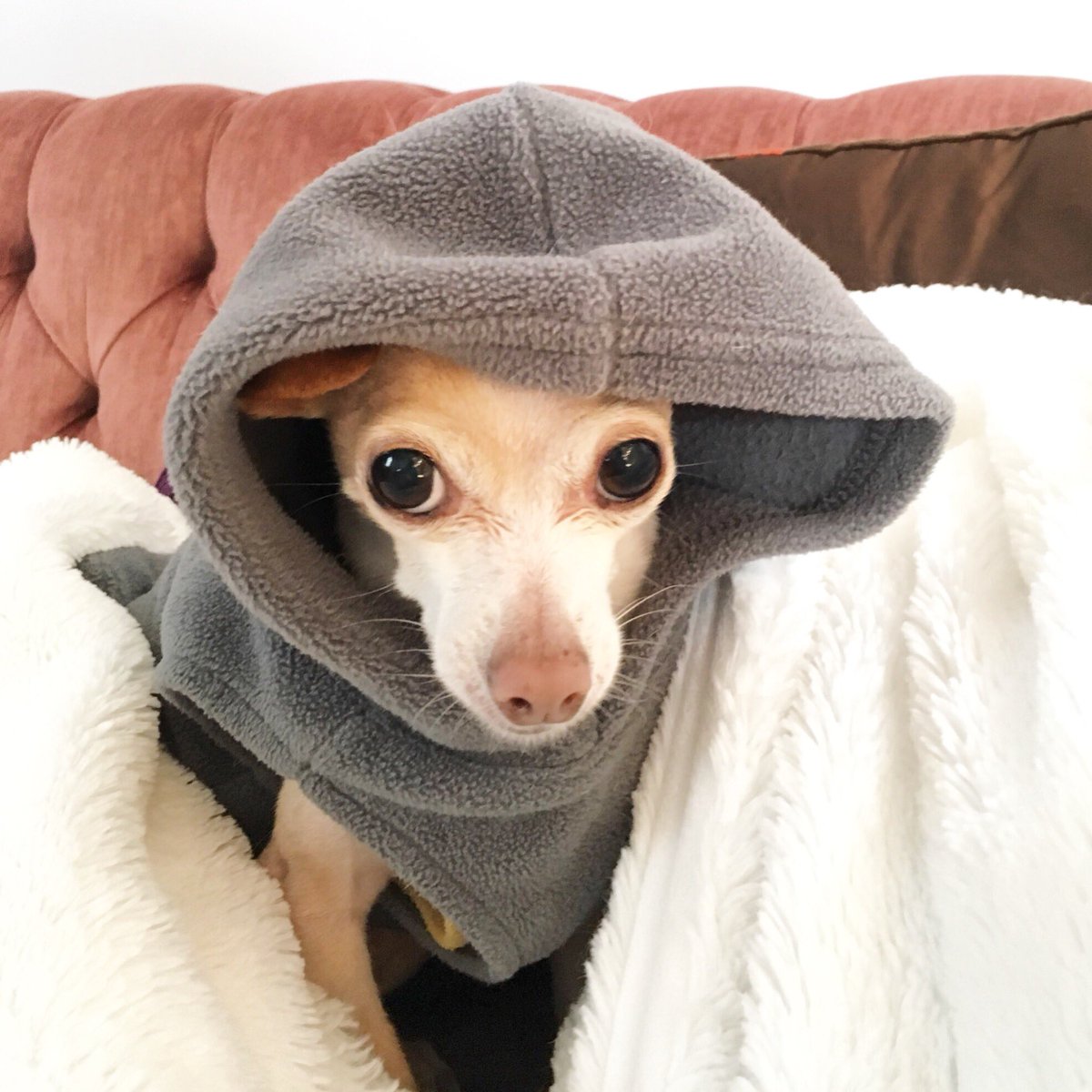 TheEdithtweets's tweet photo. The oversized hoodie look is very in right now. Or so I’m told. https://t.co/XPUS6xb28F