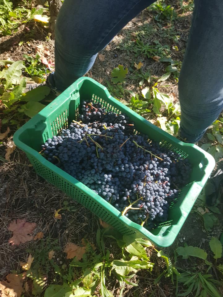 Vini a Denominazione di Origine (D.O.) e ad Indicazione Geografica (I.G.)
#CCIAARIVLIG Imperia La Spezia Savona è Organismo pubblico di controllo (OdC)
rivlig.camcom.gov.it/IT/Page/t02/vi…