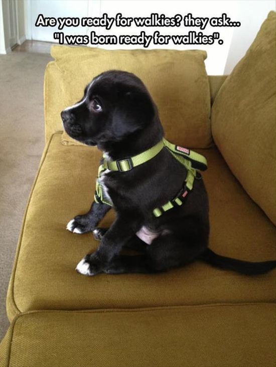 January is Walk Your Dog Month! #WoofWoofWednesday