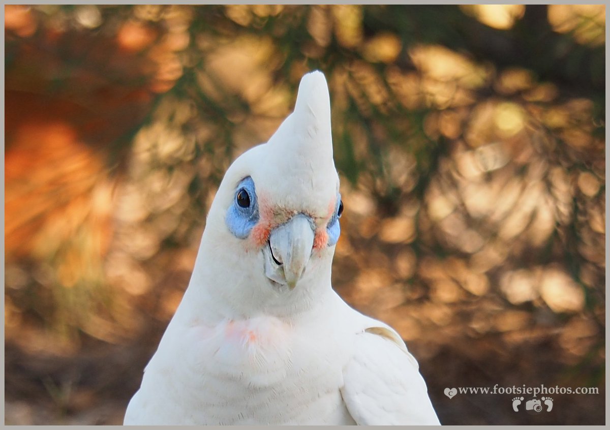 footsiephotos's tweet photo. Good morning, have a great day. A simple smile from you can do good to others..try it today #olympus #abcmyphoto #wildlife #queensland #visitmoretonbayregion #longman #australiabirds #nature #birds #abcopen #snapmoreton #corella #ThePhotoHour https://t.co/jadQujmsMi https://t.co/X0FWvMCcOI
