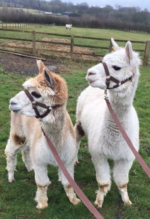 Alpaca Fact 18: Like all animals, alpacas have individual personalities. They are herd animals that prefer the companionship of their friends and their established community, and will become stressed if separated from their buddies. #ALECvsALPACA  #SaveShadowhunters