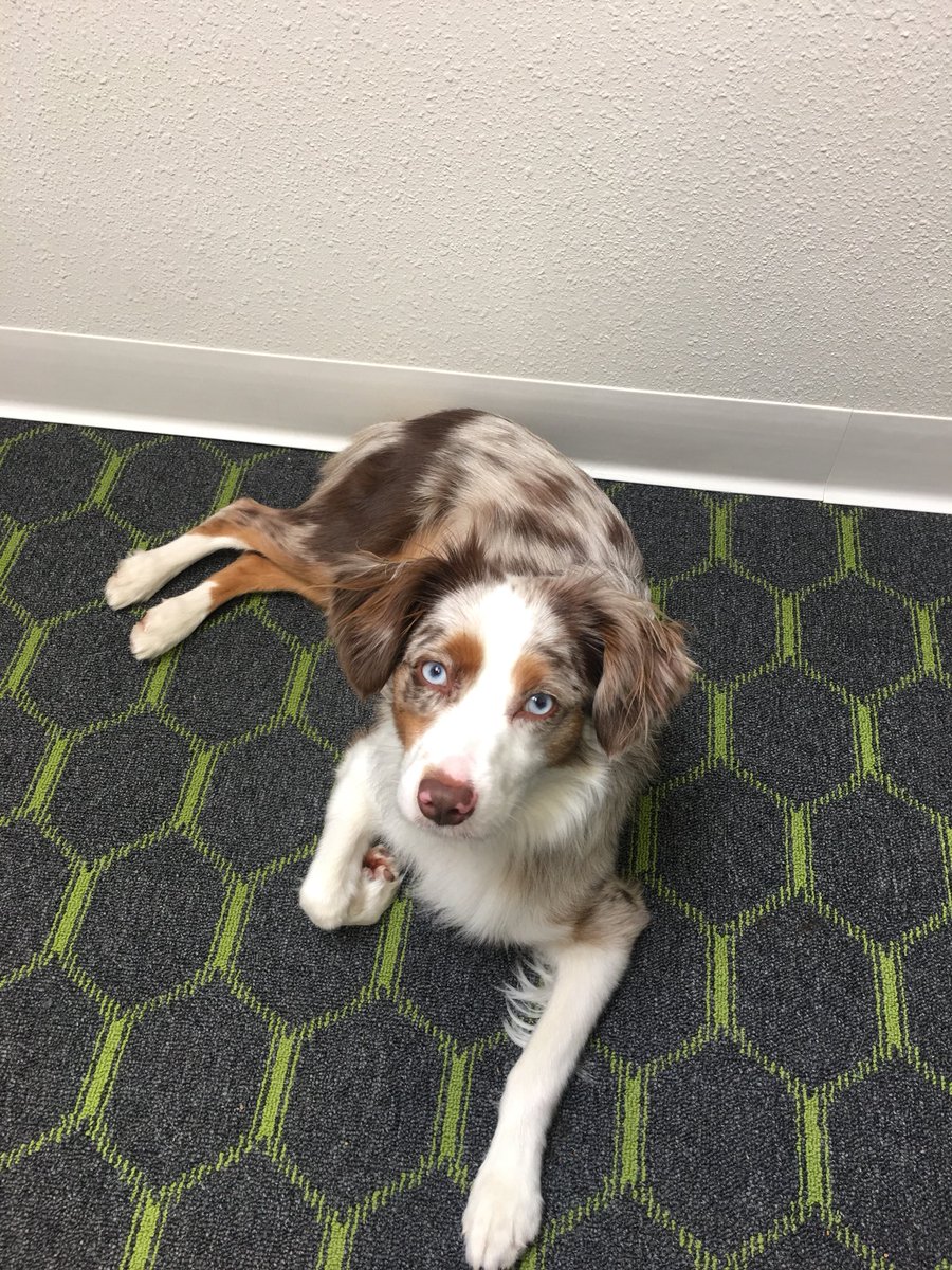Laziest worker at @CanaleComm, still employee of the month🤷🏼‍♀️🐶