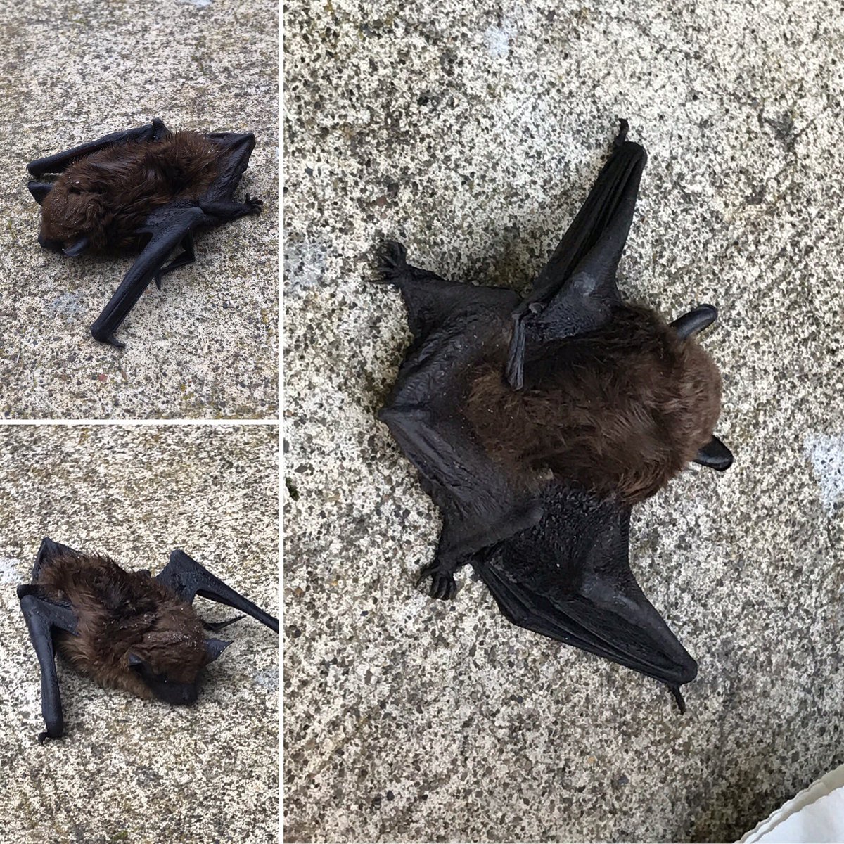 Rep Nancy Nathanson On Twitter How Should A Legislator Spend Last Finish Home Projects Me I Saved A Bat With Help From Lily James Anne Danheyerly Gus Is Recuperating At Chinmini Wildlife Ctr Orleg Orpol