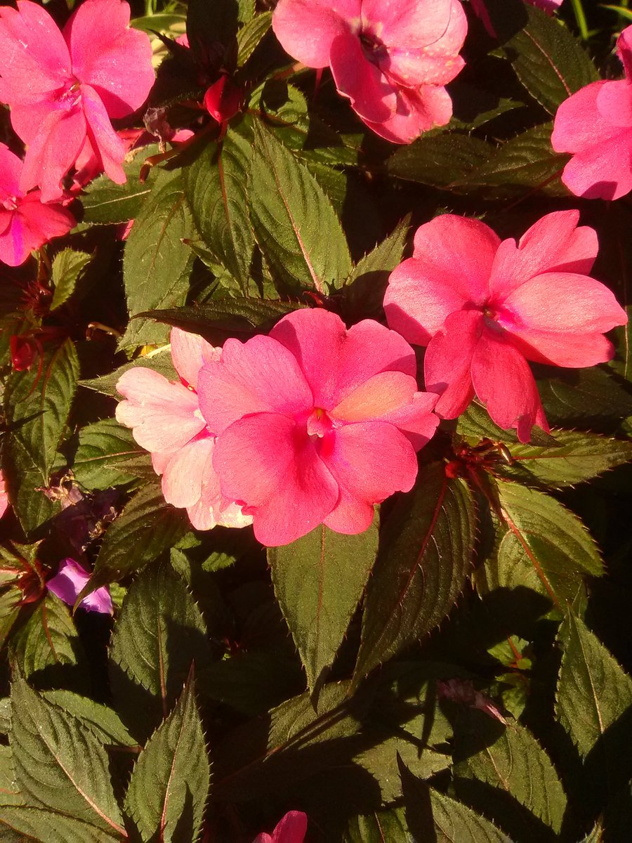 Orchidinsanity's tweet photo. New Guinea impatiens are big in my Nov - July gardens but a major pain to photograph up close. #gardening #plants #flowers #Ilovemygarden #bizzyizzy https://t.co/xwSRaDwlgj