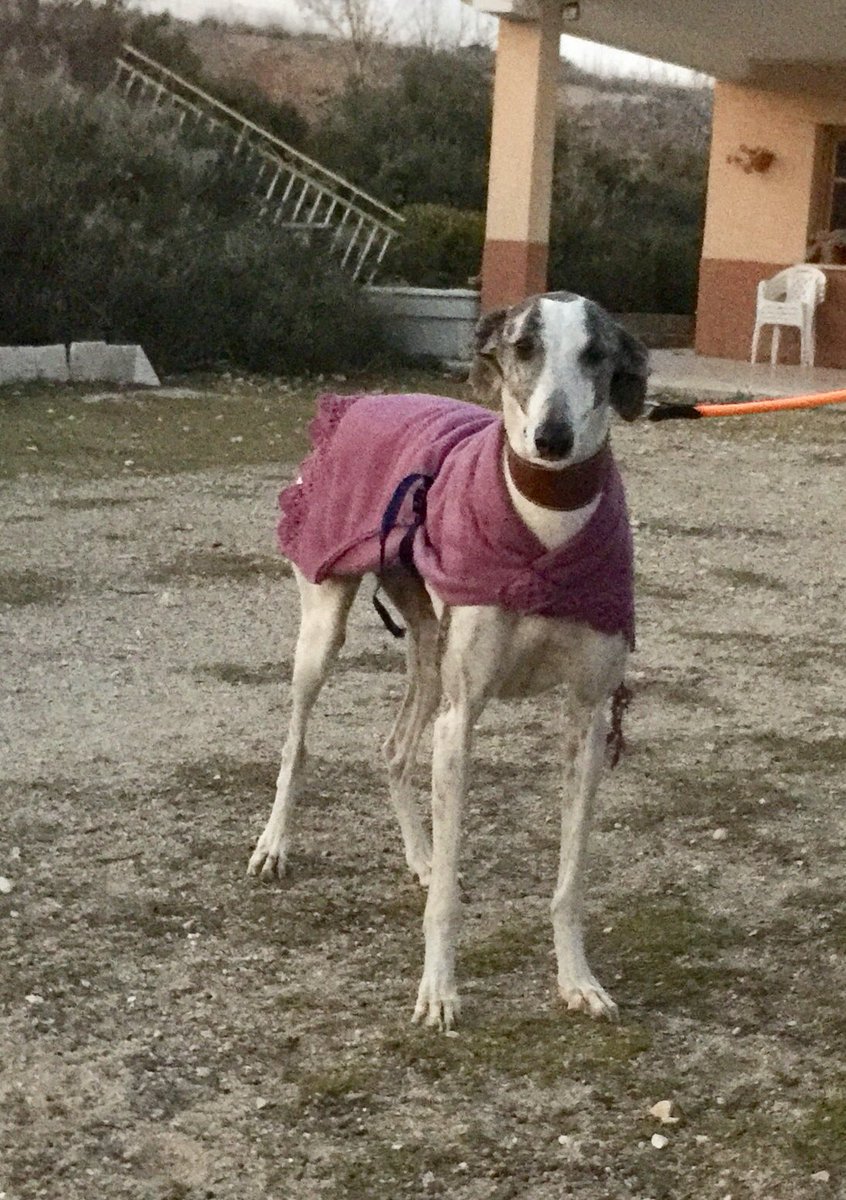 fundarcanoe's tweet photo. Dos galgas abandonadas en la zona de las canteras en #moratadetajuña #comunidaddemadrid
Si alguien las conoce las tenemos en la #fundacionelarcadenoe #galgas #galgosperdidos #galgosabandonados #sinchip https://t.co/w5Xlp5M2Fa