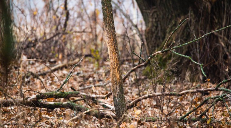 MeatEaterTV's tweet photo. @WiredToHunt breaks down when to begin scouting, and the answer may surprise you: there is no time to waste! Read more: https://t.co/RuuHvq8RnD
#meateater #hunting #hunter #huntinglife #huntdifferent #ethicalhunting #backcountryhunting #livetohunt #deer #deerhunting #whitetails https://t.co/yb02uwTxd2