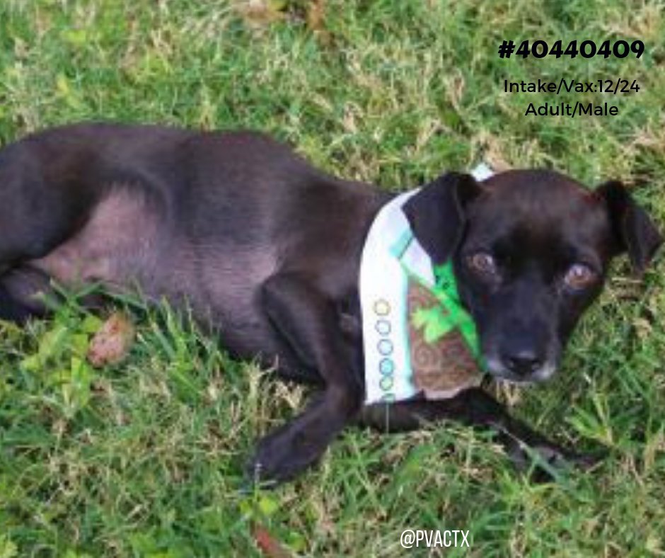Poor CHUCKY fell sick in this bactria infested environment ( kennel cough ) & will die tomorrow 1/17 by 12 pm if not #Rescued #Fostered or #Adopted 💔😭
#DeathCamp #PalmVallley #Edinburg rarely gives a second chance , they will ☠️him without hesitation 😢https://www.facebook.com/pg/pvacrescue/posts/?ref=notif …