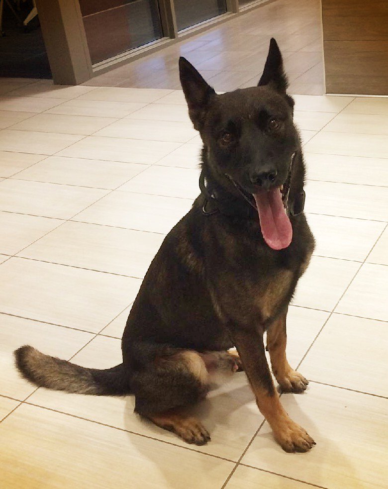 Your thoughts and prayers for Koba, our officers, and our department are greatly appreciated. We have the best community and have received support from as far as Australia! 
Koba is still receiving care for his injuries. Please continue your thoughts and prayers as he recovers.