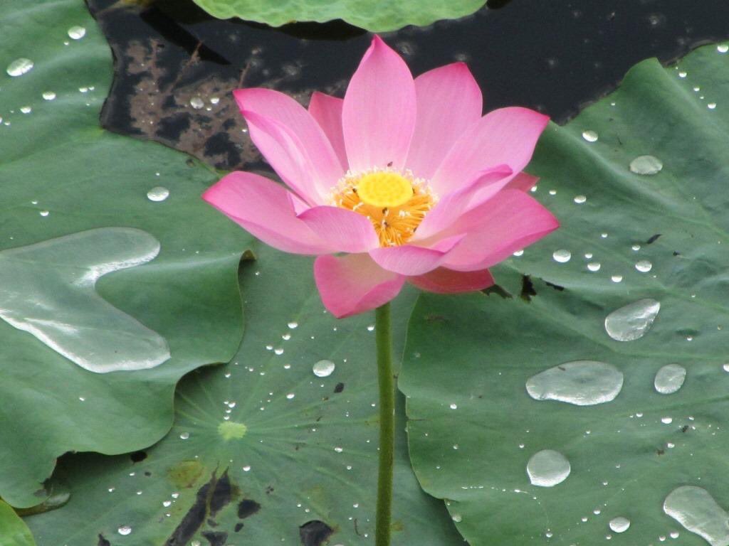 jachinko's tweet photo. #ราชพฤกษ์ (#Ratchaphruek) - Cássia-imperial, Chuva-de-ouro ou #Canafístula - #Tailândia;
#រំដួល(#Romdoul) ou #Rumduol - #Camboja.
#中国
#Korea
#SouthKorea
#CoreiadoSul
#대한민국
#Indonesia
#Philippines
#日本
#Japan
#Japão
#India
#ປະເທດລາວ
#ราชอาณาจักรไทย https://t.co/drNwE918m8