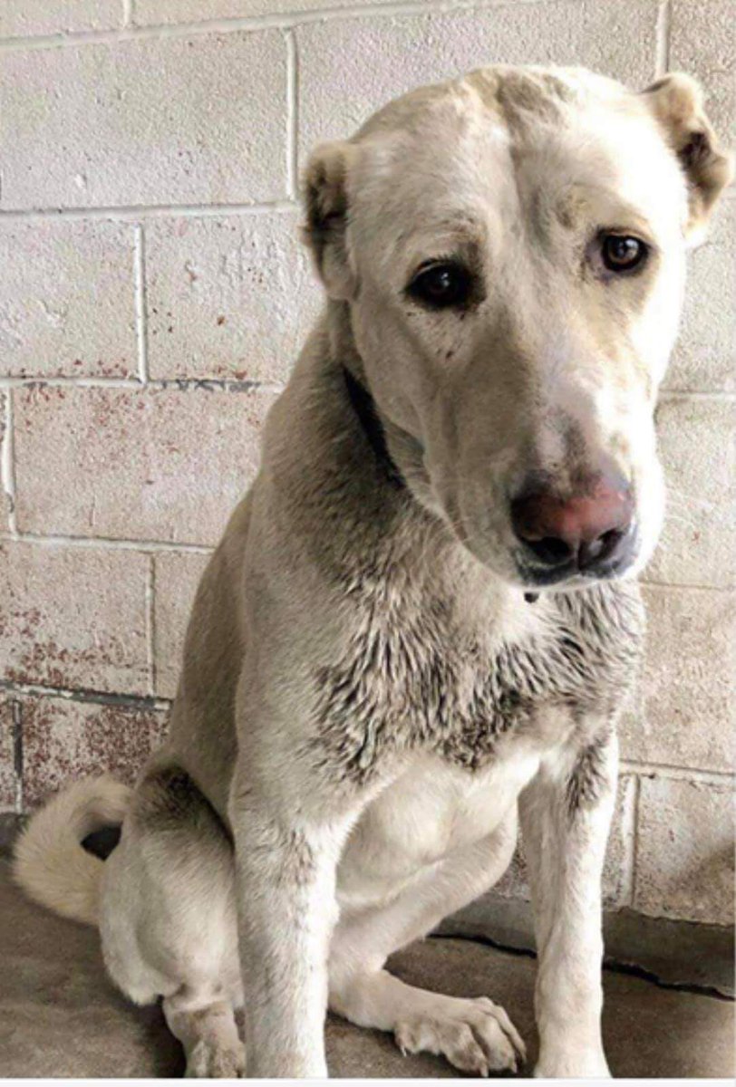 for_pittys's tweet photo. 🆘😔 Poor dogs ears chopped off and waiting for a loving peaceful #foreverhome to make her feel safe 🐾 •
• San Bernardino #killshelter •
• #adoptdontshop #lab #gsd #germanshepherd #gsdlover #doglover #doglovers #shelterdogs #sos #sharingmode #urgentdogsofla #A520817 https://t.co/u1oI2ruaQU