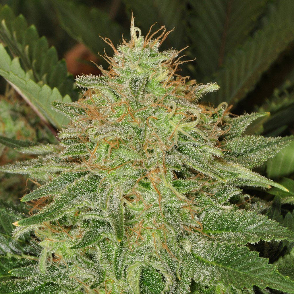 Frosted Leaf tweet media