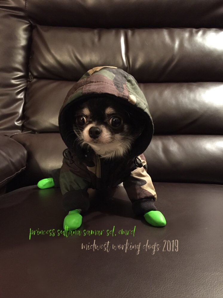 tayduffphoto's tweet photo. Ready for the snowstorm! Not just a pretty face, Princess Samar is also a Cardiac Alert Dog! #medicalalertdog
#wednesdaythoughts #snowpocalypse2019 #snowstorm #readyforcold #ChangeTheWorld #Chihuahua @thatbilloakley @MeredthSalenger @billprady @Sir_Gerbil @ABC @AwfulAudience https://t.co/0t5OFmqT4L