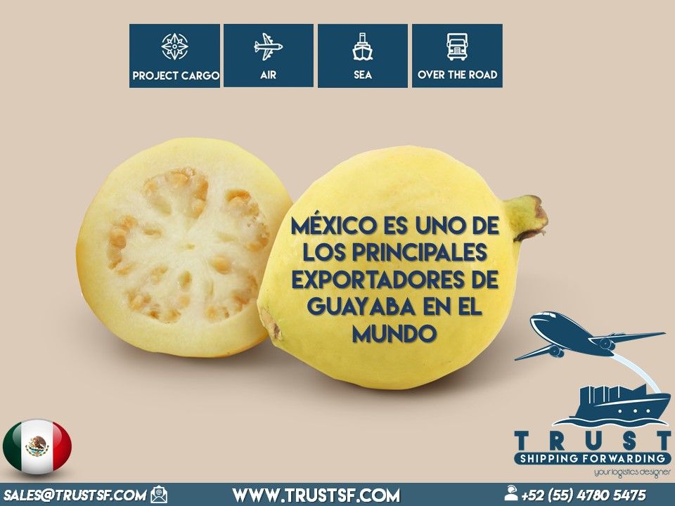 TrustShippingMX's tweet photo. México exporta 11 mil toneladas de guayaba al año; El Estado de #Aguascalientes produce el 90%.
Contáctanos: sales@trustsf.com
#Logistics #TrustSF #EXPORT https://t.co/CYwgGBKger