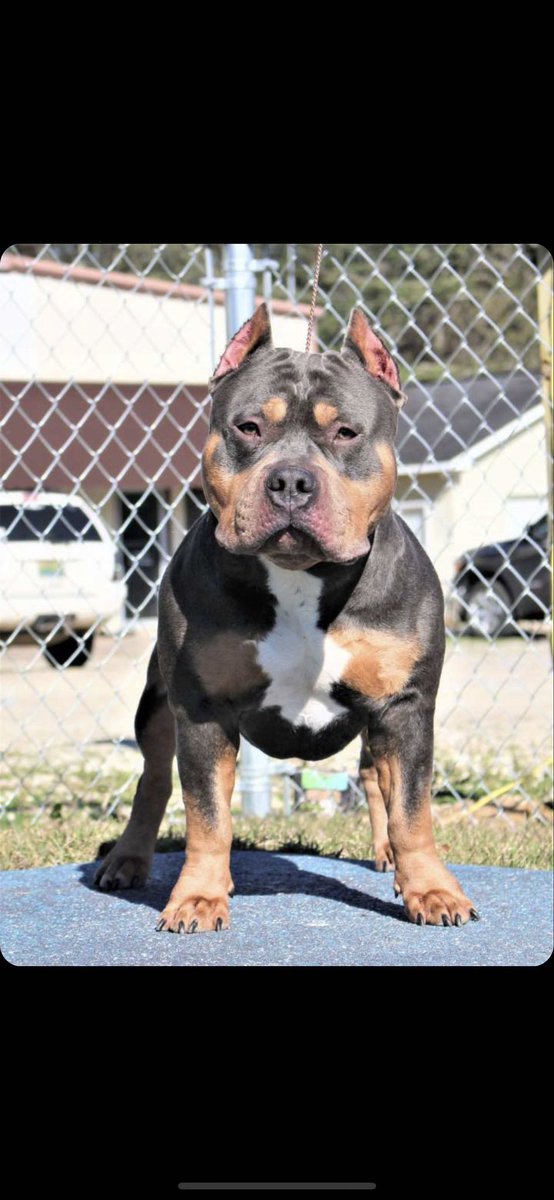DirtyBully's tweet photo. Bowser hittin a mean stack 💪🏼💯🔥 #americanbully #stud #bully #dirtysouthbullymafia #abkc #stack https://t.co/xmJ46VgTKY