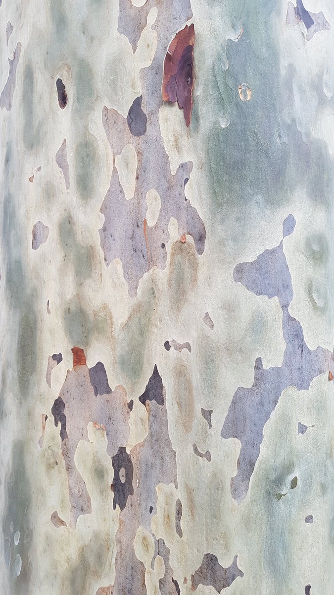 EucalyptAus's tweet photo. The fresh bark #patterns on these #eucalypts at @MonashUni are works of art! Have you noticed the smooth-barked #Eucalyptus and #Angophoras around you stripping off this summer? Remember to tag #EucBeaut in your pics! #ozplants #EucsOnCampus https://t.co/uhOZlHCNEx
